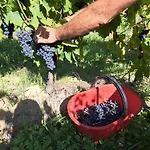 I Vigneti Del Chianti Appartement *
